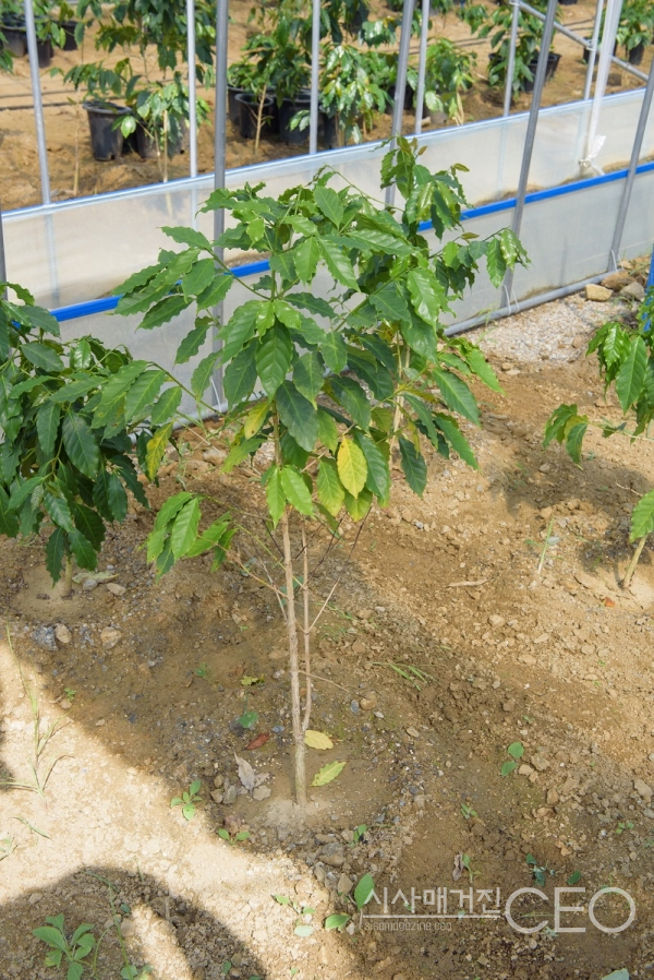 품종개량된 커피나무 사진촬영=시사매거진CEO 이 신 기자