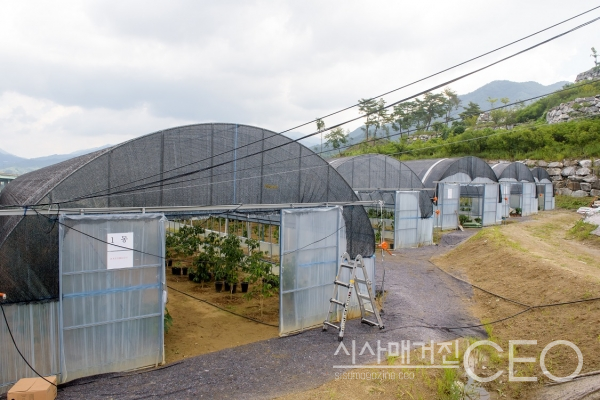 ㈜한국커피나무의 비닐하우스 사진촬영=시사매거진CEO 이 신 기자