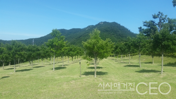 사람과 자연이 함께하며 휴식과 힐링을 하는 먼나무 수목장지 사진=진도군산림조합 제공