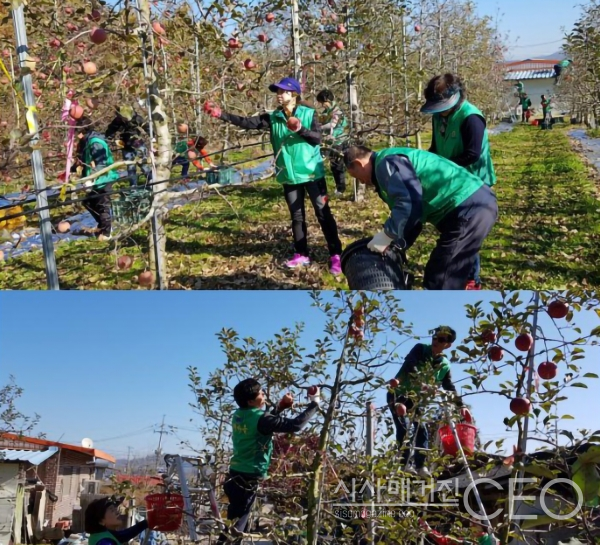 새마을 운동 활동중 가을에 가장 활발하게 이뤄지는 사과수확 (사진=대구광역시 중구 새마을회 제공)